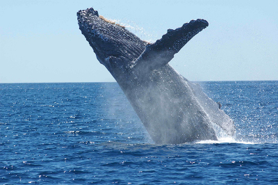 A humpback whale. Credit: Sally Mizroch/NOAA