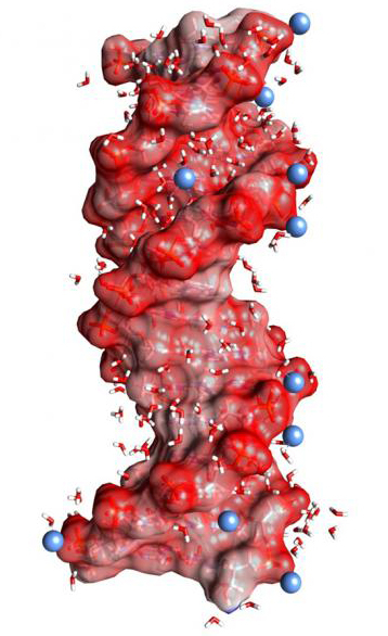 Figure 1. DNA double helix embedded in water (angled small molecules, not to scale). The dark red spheres on the helix surface represent oxygen atoms of the negatively charged PO2– units, the blue spheres positively charged ions in the environment. Credit: MBI Berlin