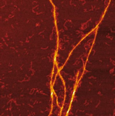 AFM image of the amyloid templating of S100A9 fibrils on the surface of Aβ fibrils. Image: Jonathan Pansieri