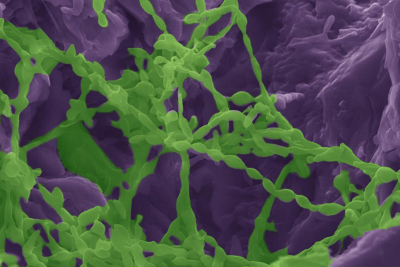 Microorganisms (highlighted in green) colonise gypsum rock (highlighted in purple) to extract water from it. University of California, Irvine and Johns Hopkins researchers ran lab experiments to understand the survival mechanisms of these cyanobacteria, confirming that they transform the material they occupy to an anhydrous state. David Kisailus / UCI