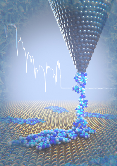 At low temperatures, a DNA strand is removed from the gold surface using the tip of an atomic force microscope. In the process, physical parameters such as elasticity and binding properties can be determined. (Image: University of Basel, Department of Physics) 图描绘了一个DNA链被解除的AFM提示与光谱背景。