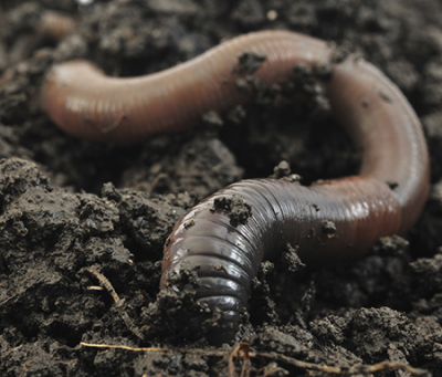MALDI-MS imaging has shown that earthworms' guts contain drilodefensins which protect the worm from plant polyphenols. 一个蚯蚓的照片