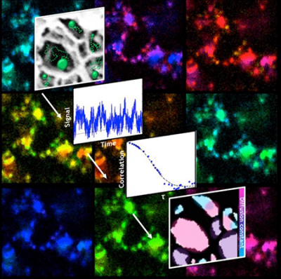 The paths fluorescent particles take as they diffuse through a porous nanoscale structure reveal the arrangement of the pores through a technique developed by scientists at Rice University. Credit: Landes Research Group/Rice University 图表和图片的路径荧光粒子扩散通过多孔纳米结构