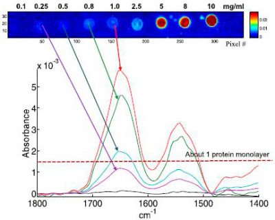 Example of single pixel spectra extracted from albumin spots obtained from 1.0, 0.8, 0.5 and 0.25 mg/ml solutions, as indicated by the arrows. The concentration resulting, on the average, in a 1 protein monolayer is indicated by the dotted line.