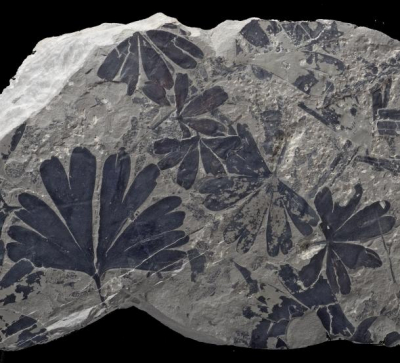 Fossil Ginkgo (photo: Stephen McLoughlin).