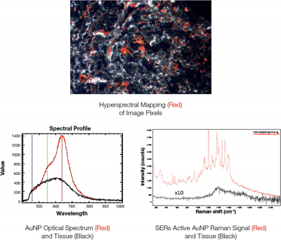 Gold nanoparticles are imaged in tissue (top), with the corresponding optical (bottom left) and Raman (bottom right) spectra showing clear differences between the nanoparticles and tissue. Visualisation of the nanoparticles is simple with the HSI, while Raman provides a detailed chemical fingerprint.