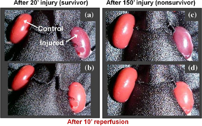 Kidney function after ischemic injury. https://doi.org/10.1117/1.JBO.22.5.056001