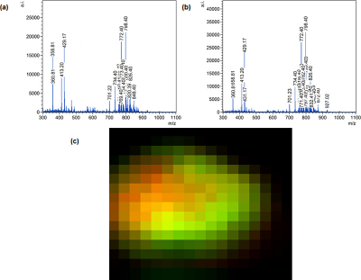 MAIV-MS lipid profiles (a and b) from a rat brain section. (c) Initial images of a horizontal section of rat brain as a bi-colour overlay of m/z 611 and m/z 798.4.