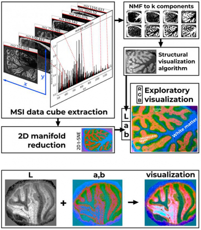 A new perceptually-consistent method for MSI visualisation. Credit: Skoltech