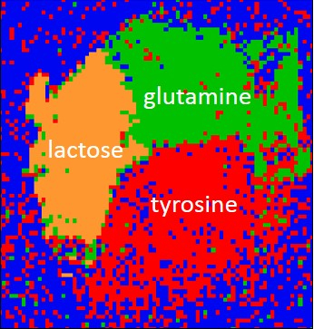 K-means cluster analysis of a mixture of three different biomolecules, α-lactose, L-tyrosine, L-glutamine. The algorithm uses the significant spectral components of the substances for their identification and localisation.