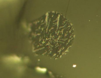Melt inclusions are tiny dots of magma frozen within olivine crystals. The crystals lock in volatile elements that may have otherwise escaped from the magma. Researchers have shown that melt inclusions within volcanic glasses from the Moon contain carbon. They conclude that gas-phase carbon likely drive the “fire fountain” eruptions the produced the glass. Image: Saal lab/Brown University 熔体包裹体的显微照片