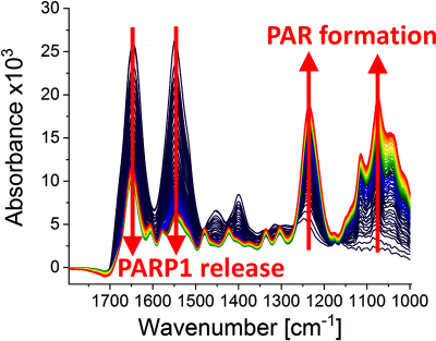 Infrared spectra at different points of time (0–79 min) after the poly(ADP-ribosyl)ation reaction started due to the addition of PARP1 substrate NAD+. The following can be observed: the dynamic formation of the biopolymer poly(ADP-ribose) (absorption bands at 1236 cm–1 and 1074 cm–1) and the detachment of PARP1 from the DNA strand break (absorption bands at 1645 cm–1 and 1548 cm–1). Credit: Modified from Krüger et al. (http://doi.org/dtpd).