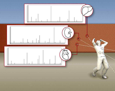 Forensic proteome analysis: Protein signatures allow experts to match wounds to bullet holes. Graphic: Journal of Proteome Research 示意图显示子弹通过身体的不同部位和质谱。图形:蛋白质组研究杂志》上