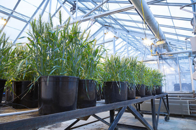Biological engineering researchers at Utah State are using Raman spectroscopy to understand how they can leverage the benefits of a plant’s microbiome in the face of adverse agricultural conditions. Credit: Matt Jensen