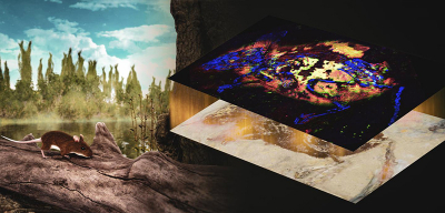 Using synchrotron radiation, researchers were able to untangle the story of key pigments in ancient mouse fossils. The researchers showed that the mouse likely had reddish and brown fur on its back and sides and a white tummy, as shown in Stuart Pond’s artist’s conception on the left. The bottom image on the right is a photograph of the key fossil examined in this study. Above that is a false colour synchrotron X-ray image of the fossil chemistry. Credit: Gregory Stewart/SLAC National Accelerator Laboratory