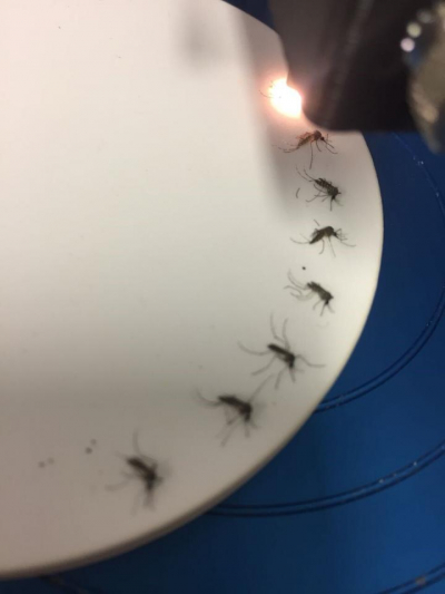 NIR spectroscopy being used to examine mosquitoes. Credit: Photo provided by Dr Maggy Sikulu-Lord.