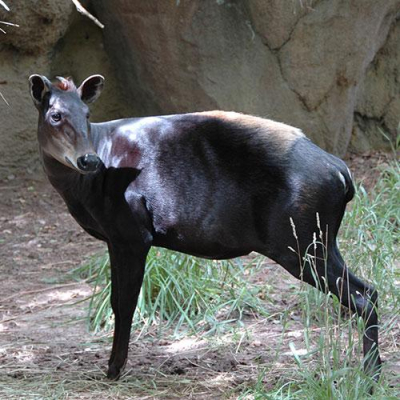 A yellow backed duiker at the Knoxville Zoo. Credit: University of Tennessee, Knoxville