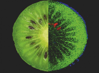 Ingredients of a kiwi: green = sugar, blue = polyphenol, red = typical kiwi lipid. Credit: © Oliver Wittek 女士的形象猕猴桃的成分