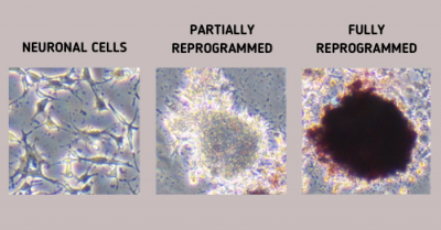 Raman spectroscopy has been used to train an AI so it can monitor if the reprogramming of ordinary cells into stem cells is on track and check for markers that will verify a successful return to their earliest pluripotent stage. Courtesy of Professor Tomonobu Watanabe
