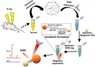 Schematic illustration of SERS detection of exosomal miR-122 in mice exposed to X-ray irradiation (adopted from the paper in ACS Applied Bio Materials, doi: 10.1021/acsabm.1c00845) Credit: Muhammad Muhamma