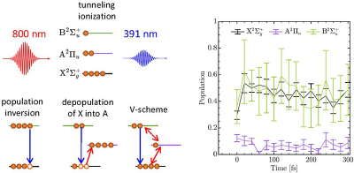 Level scheme showing the electronic X, A and B states of N2+. Standard tunnelling ionisation by the 800 nm pump pulse cannot induce a population inversion between the X and B states, necessary for lasing at the B → X transition at 391 nm, shown by blue arrows. Population inversion may occur when the X state gets depopulated by rapid transfer to the A state, as shown with the red arrow. Another possibility is the simultaneous coupling of the 800 nm and 391 nm light fields coupling the three electronic states in a V-level scheme, for which lasing can occur with population inversion. Ultrafast nitrogen K-edge spectroscopy upon strong field ionisation of molecular nitrogen, where the transient population of the X and B states are found to be of similar magnitude while that of the A state remains minor, strongly points to the occurrence of the V-level scheme mechanism. Copyright: MBI / E.T.J. Nibbering / C. Kleine 图显示了电子X, A和B的N2 +和转换。