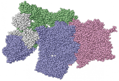 Depiction of protein complexes. Image: University of Texas at Austin 描述的蛋白质复合物