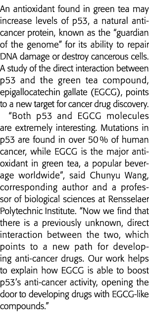 绿茶中发现的抗氧化剂可能增加水平的p53,天然抗癌蛋白,称为《卫报》啊