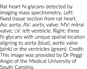 Rat heart N-glycans detected by imaging mass spectrometry  Left: fixed tissue section from rat heart  Ao: aorta; AV: