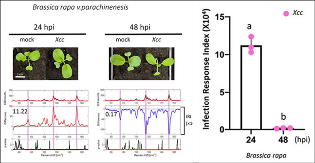Diagram showing the rapid detection of bacterial infection in the leafy vegetable choy sum using a quantitative Raman spectroscopy-based algorithm