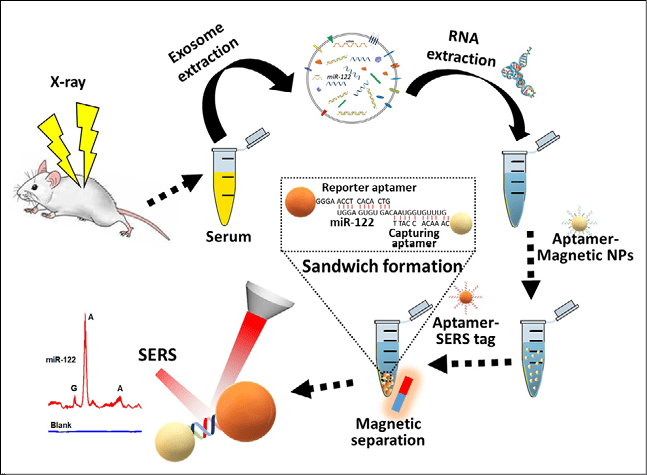 Schematic illustration of SERS detection of exosomal miR-122 in mice exposed to X-ray irradiation