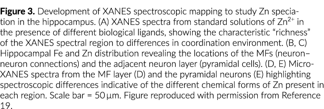 图3的开发黄嘌呤光谱映射研究锌海马的物种形成黄嘌呤光谱摇来摇去