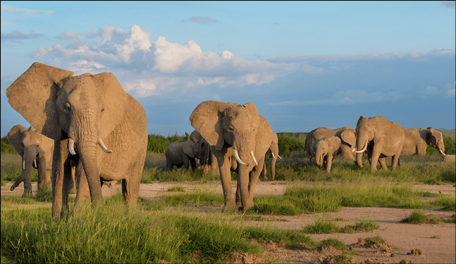 非洲象(学名Loxodonta africana)群觅食的乞力马扎罗山,安博塞利国家公园,肯尼亚