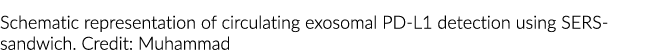 循环的示意图表示exosomal PD-L1使用SERS-sandwich检测。信贷:默罕默德