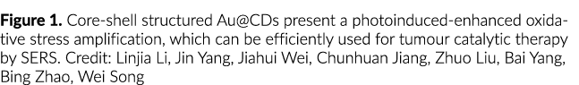 图1所示。核壳结构Au@CDs呈现出光诱导的氧化应激增强放大,可e……