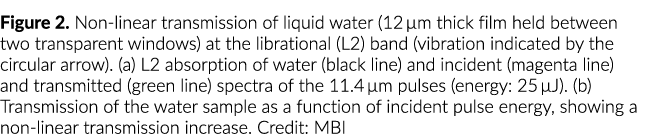 图2。非线性传播液态水(12µm厚膜间举行两个透明窗口)在libr……